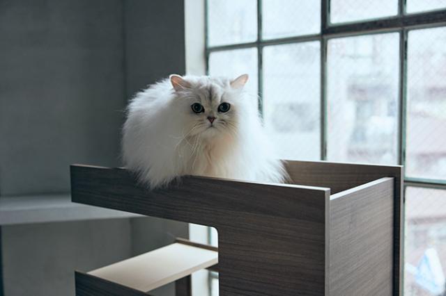 FrancePet フランスペット PE04 キャットタワー パーテーション  猫用 キャットタワー 棚 ラック パーテーション 仕切り 本棚 おしゃれ  