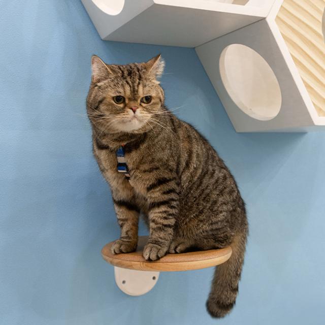 MYZOO マイズー キャットステップ CORK-R コルク-R  キャットステップ 猫 ステップ 壁 上下運動 MYZOO　マイズー 木製 おしゃれ シンプル ラウンド  