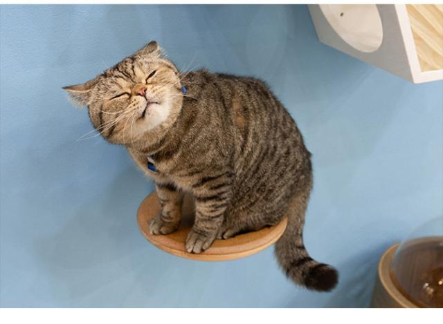 MYZOO マイズー キャットステップ CORK-R コルク-R  キャットステップ 猫 ステップ 壁 上下運動 MYZOO　マイズー 木製 おしゃれ シンプル ラウンド  