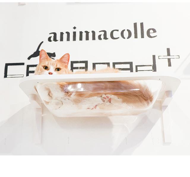 animacolle アニマコレ  Catroad+  キャットバス  猫 賃貸 小さい穴 猫 ステップ 壁 上下運動 animacolle アニマコレ ベッド おしゃれ シンプル クリア　透明  