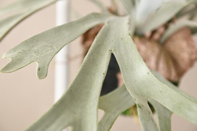 Brown. ブラウン フェイクグリーン ビカクシダ ハンギングボール 60  