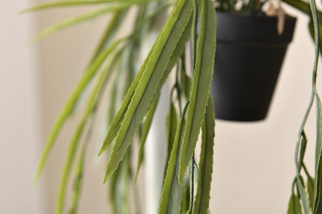 Brown. ブラウン フェイクグリーン リプサリス BL ハンギングポット 