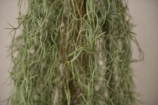 Brown. ブラウン フェイクグリーン スパニッシュモス ハンギングブッシュ グリーン 152 
