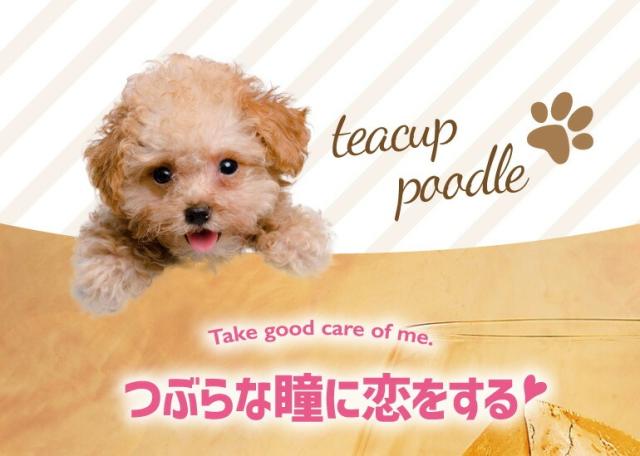 ティーカッププードルデキャンタ
