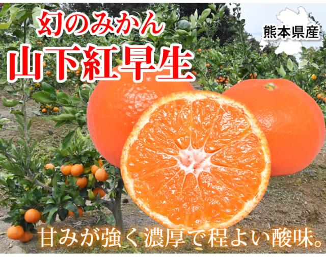 紅早生みかん