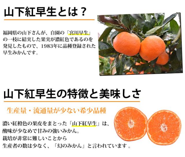 紅早生みかんとは