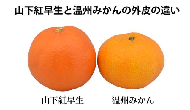 紅早生みかんとみかんの違い