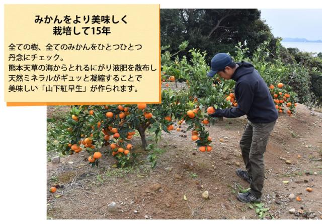 紅早生みかん