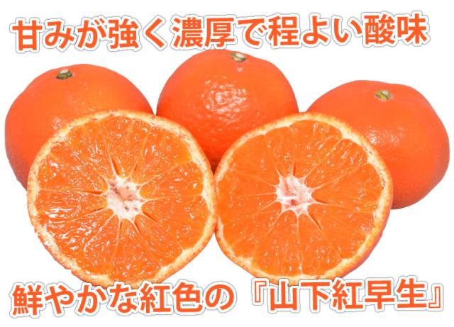 紅早生みかん