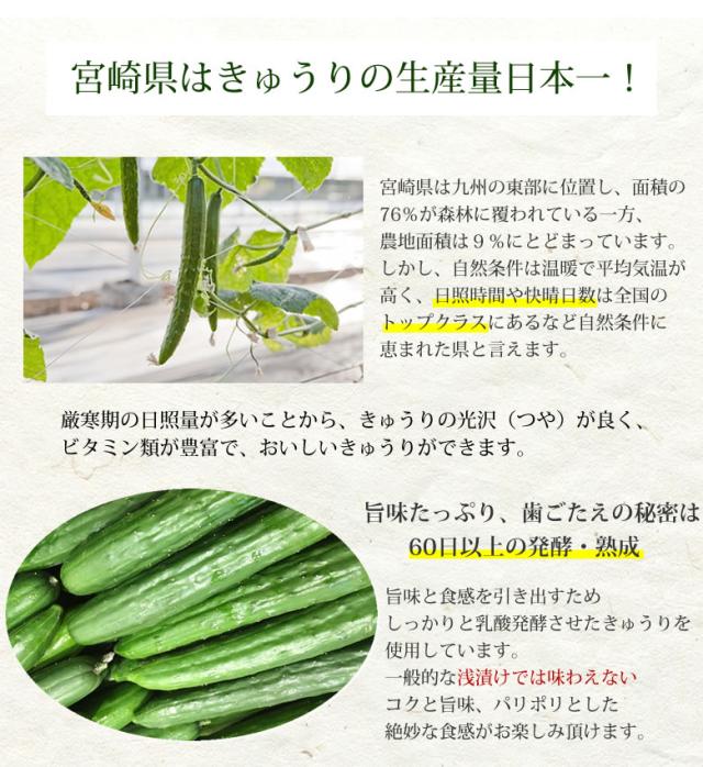 きゅうり生産量第1位
