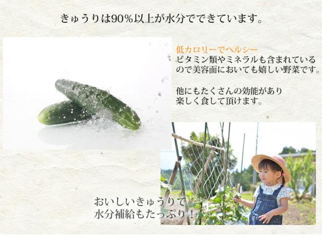 おいしいきゅうり