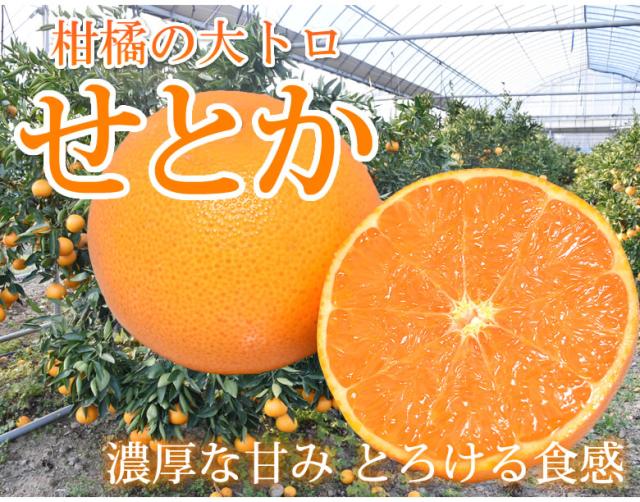 せとか ハウス栽培