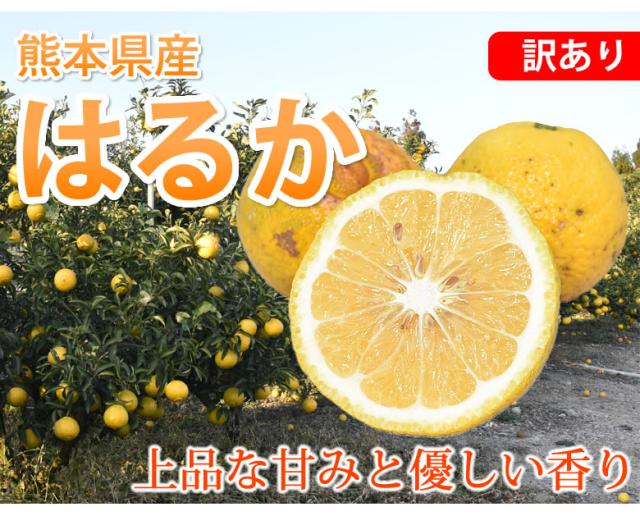 熊本県産はるか