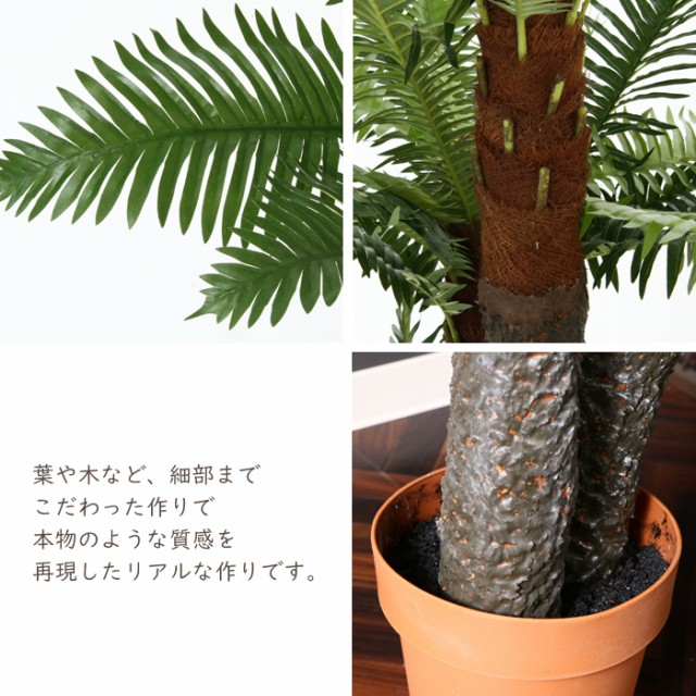 21新発 観葉植物 シダ 43 Fgb 6678 予約販売品 Www Bnooon Com