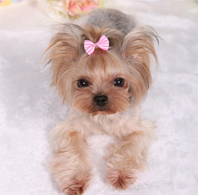 4つリボン短毛シュシュ、わんちゃん猫ちゃん用 4つリボン短毛