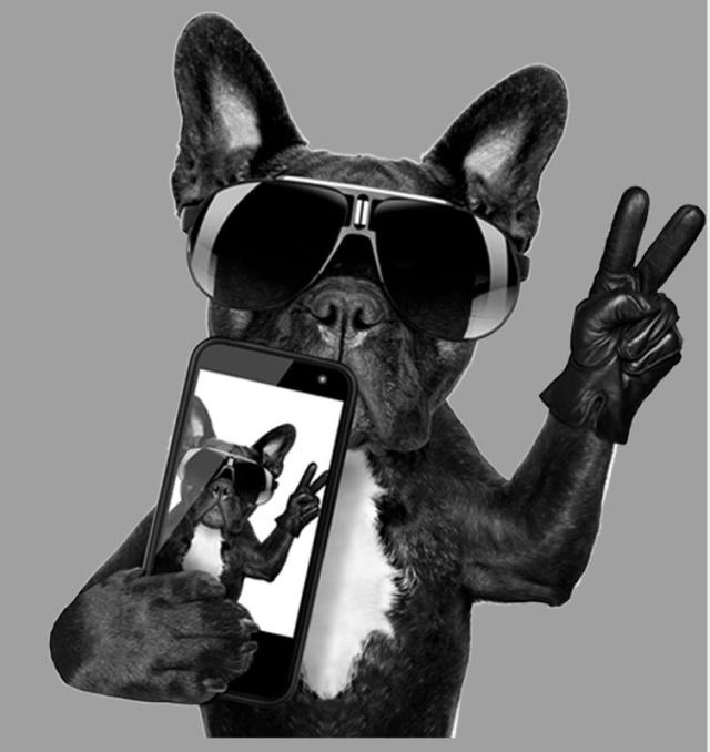 転写シート ファンキードッグ 2枚セット