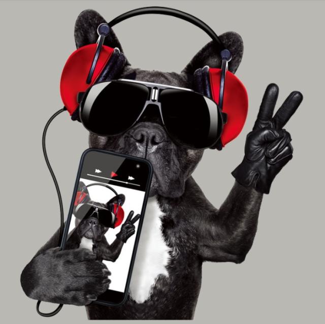 熱転写 シート ヘッドフォンドッグ