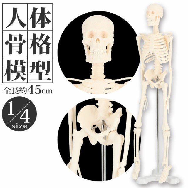 人体模型 通販 人体骨格模型 骨格模型 人体骨格標本 骨格標本 全身