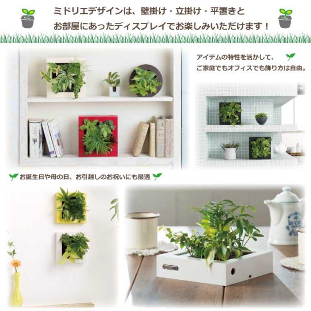 目玉商品 父の日 土を使わない 壁掛け 観葉植物 ミドリエ デザイン Frame 木目調 コンシンネモデル おしゃれ人気 Carlavista Com