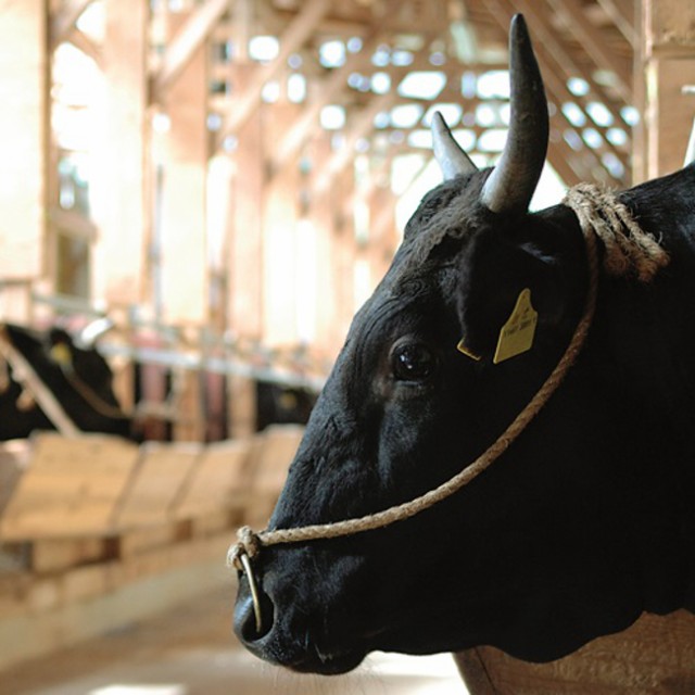 日本3大和牛のひとつ。サシにこだわり世界に誇る米沢牛