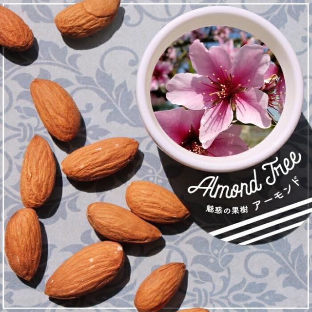落葉樹 Almond 花木 ナッツ