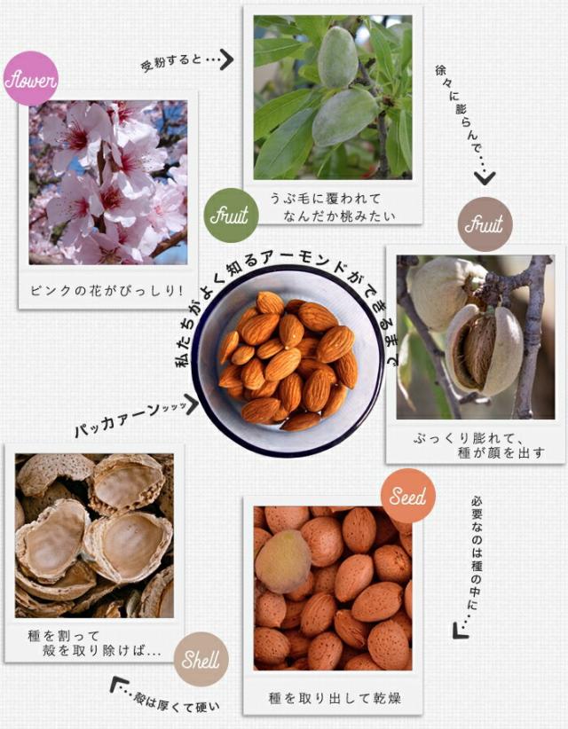 アーモンド 落葉性