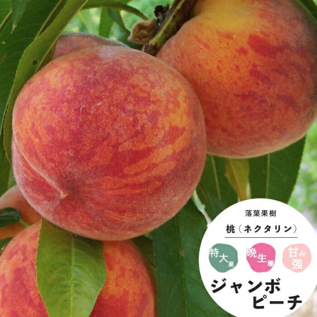 落葉果樹 花木 桃 ジャンボピーチ