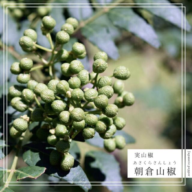 山椒 さんしょう とげ無し 実サンショウ