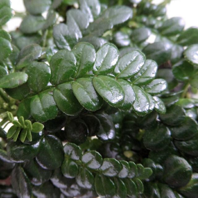 サンショウの木 実採り山椒