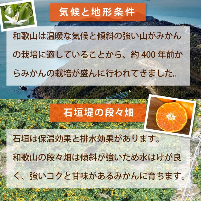 みかん 訳あり 5kg 小粒 小玉 送料無料 Sサイズ 2Sサイズ 3Sサイズ