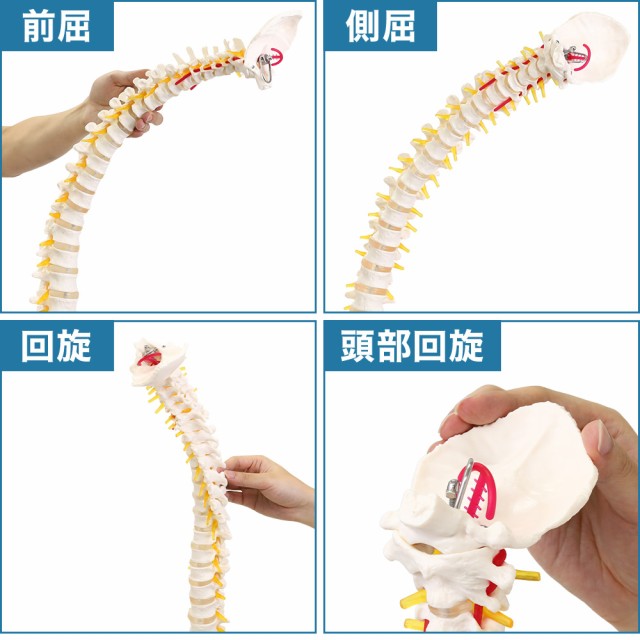 脊髄骨盤模型 90cm 実物大 吊り下げ 台座付き 後頭骨 股関節 男性骨盤 脊柱可動 ヘルニア病部 脊髄神経根 椎骨動脈 椎間板 脊髄 背骨 脊椎  外科 診察 診療 病院 スタンド付き 人間 巨人 骨 人骨 模型 送料無料の通販はau PAY マーケット - Regolith 