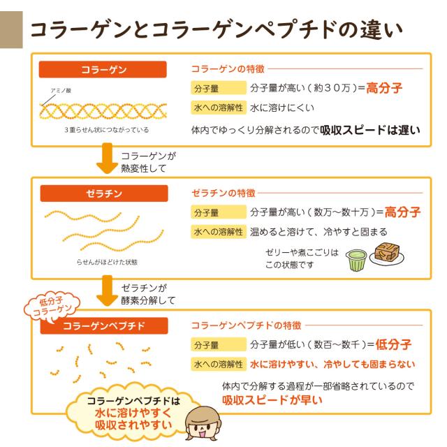 夢見るコラーゲン
