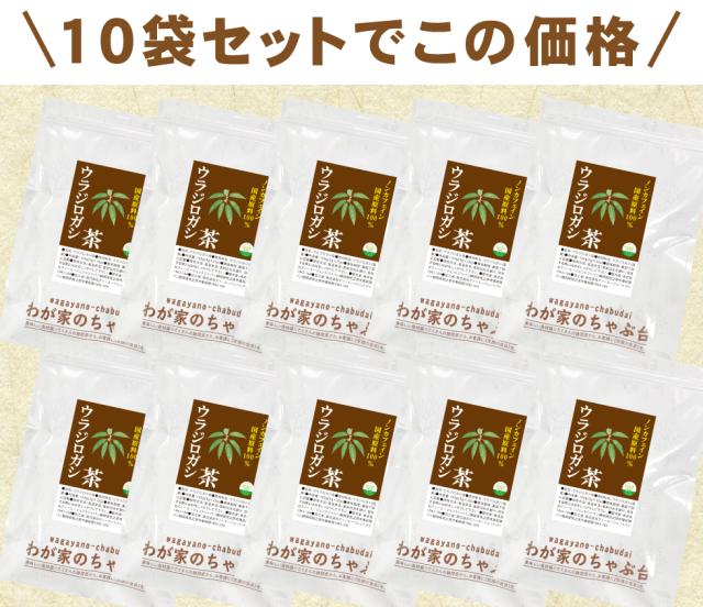 ウラジロガシ10袋