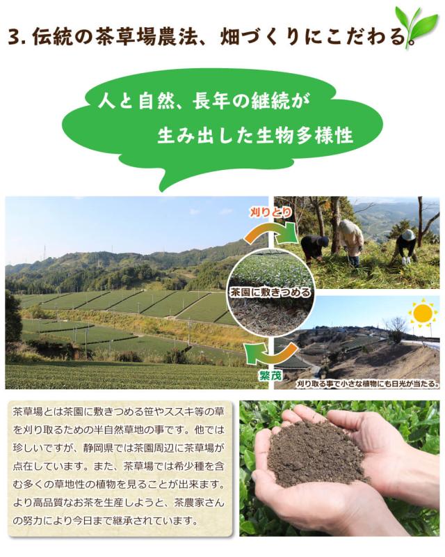 抹茶入り玄米茶TB