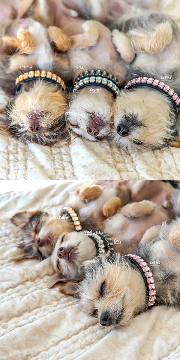 ラインストーン首輪4 