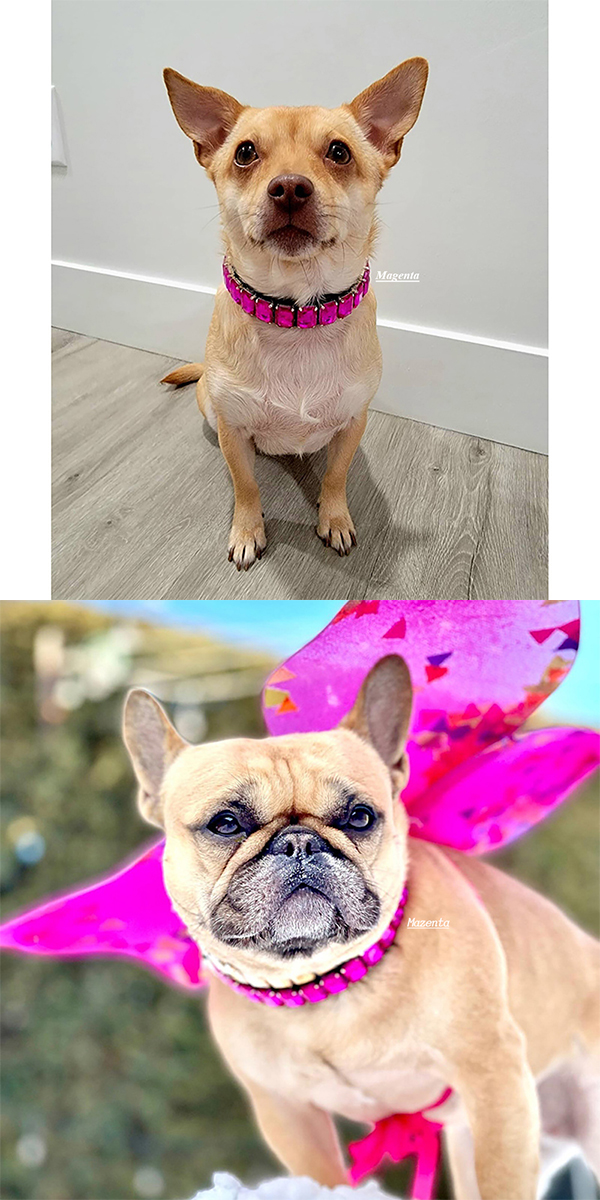 ラインストーン首輪9 