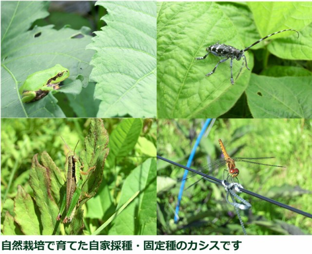 無農薬 無肥料 冷凍カシス 500g Moa自然農法 還元力 抗酸化力 291mvの通販はau Wowma ワウマ Hiryu 商品ロットナンバー 292975283
