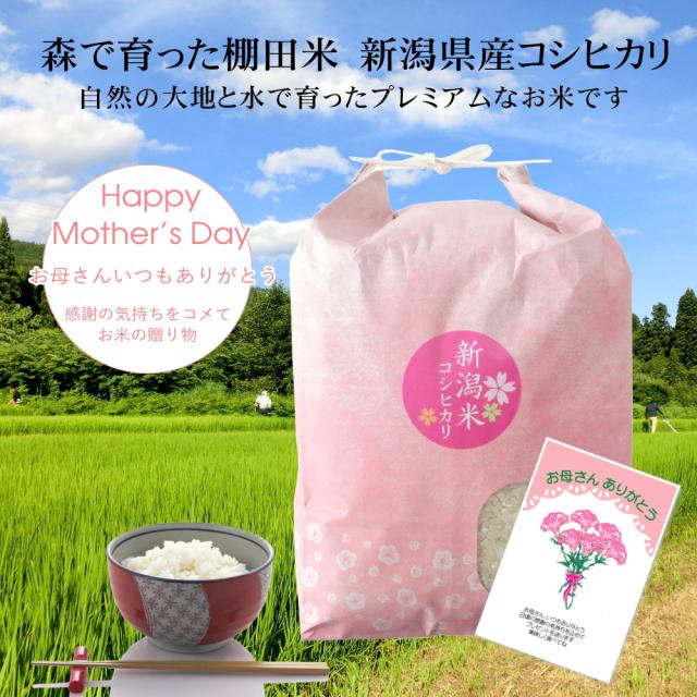 母の日