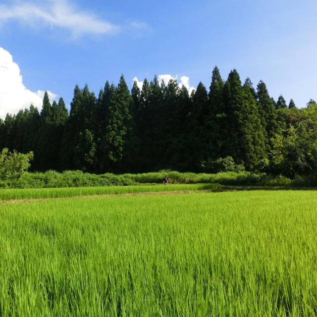 母の日
