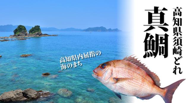 高知県屈指の海のまち・須崎どれのマダイ