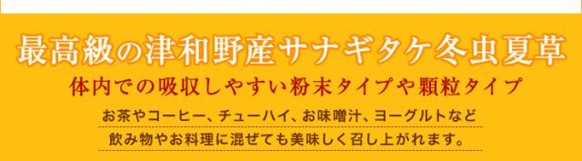 サナギタケ冬虫夏草