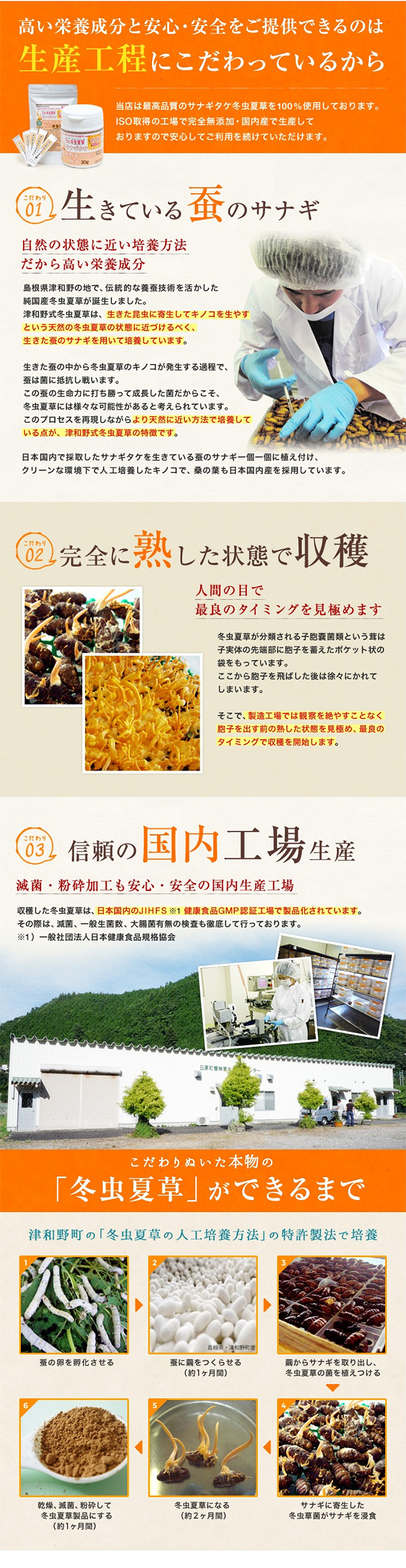 行きている蚕のサナギ