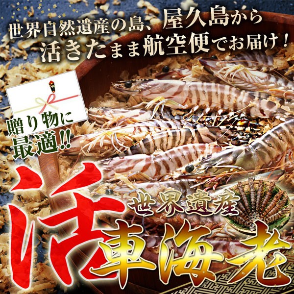 屋久島物産展　マーケット－通販サイト　PAY　au　屋久島産　PAY　活車海老（750g）の通販はau　マーケット