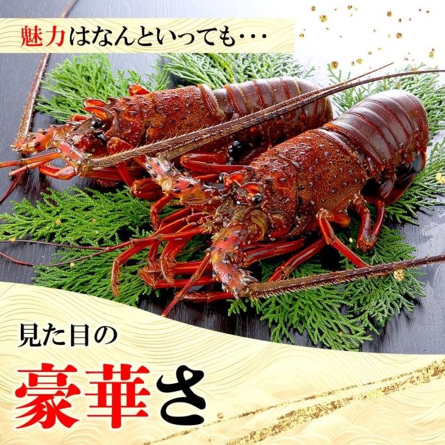 見た目の豪華さ