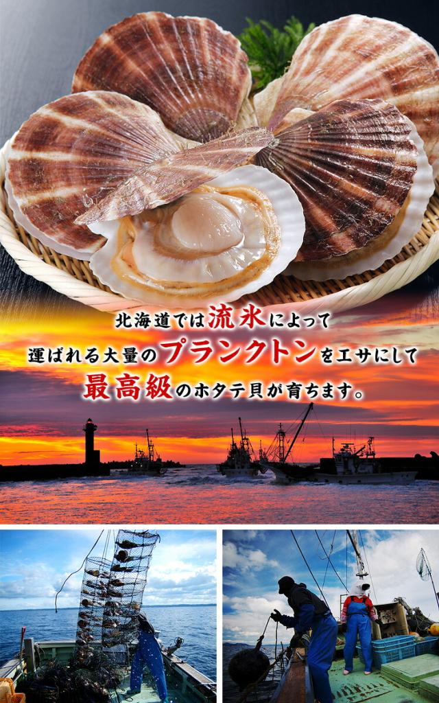 北海道で育つ最高級のホタテ