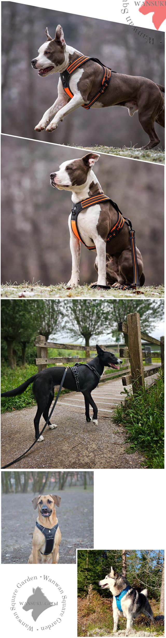 ボストンテリア 着用例 小型犬向けTrueloveハーネス 負担の少ない tlh5551 簡単装着で快適な胴輪