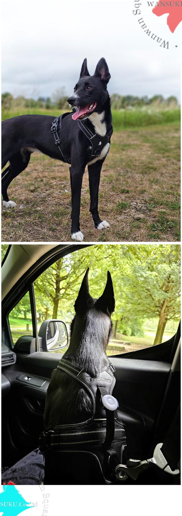 大型犬 ラブラドールが着用するTruelove tlh5551 ハーネス カモフラ柄 Lサイズ使用レビュー