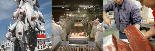 マグロ水揚げ加工直販