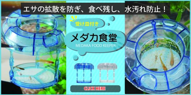 メダカ食堂
