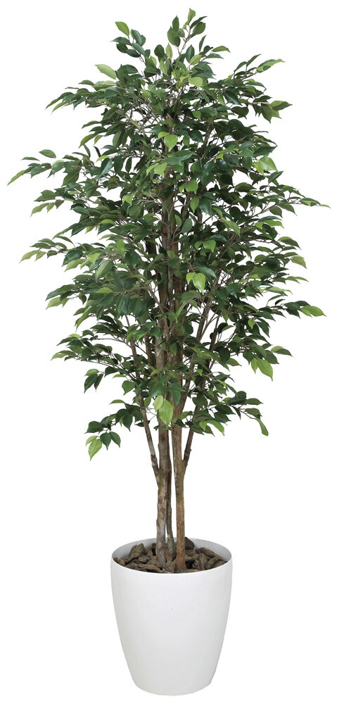 予約6月上 光触媒 光の楽園 ロイヤルベンジャミン1 8 151ｇ600 人工植物 造花 フェイクグリーン おしゃれ インテリア フロアタイプ 屋内対応型 約 送料込み直送 花 ガーデン Diy工具 花 観葉植物 盆栽 Www Coloplast In